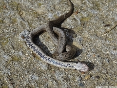 Macroprotodon brevis ibericus