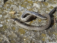 Macroprotodon brevis ibericus