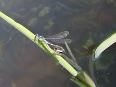 Coenagrion lunulatum