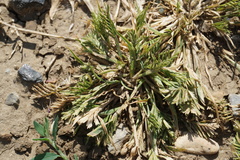 Sclerochloa dura