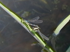 Coenagrion lunulatum