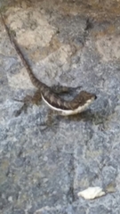 Anolis oxylophus