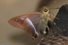 Hasora vitta indica