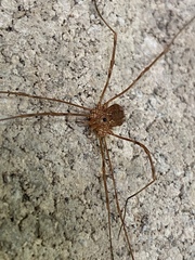 Leiobunum ventricosum