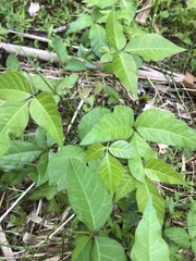 Toxicodendron radicans