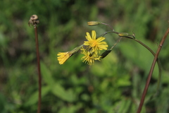 Crepis praemorsa