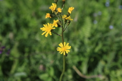 Crepis praemorsa