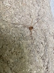 Leiobunum ventricosum