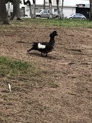 Cairina moschata domestica