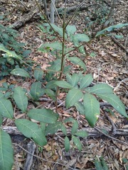 Flindersia bennettii