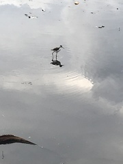 Himantopus mexicanus