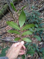 Flindersia bennettii