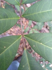 Flindersia bennettii