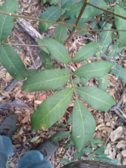 Flindersia bennettii