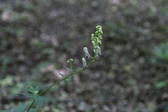 Aconitum moldavicum
