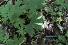 Aconitum moldavicum