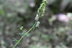 Aconitum moldavicum