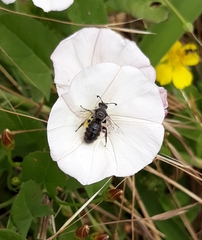 Systropha curvicornis