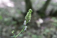 Aconitum moldavicum