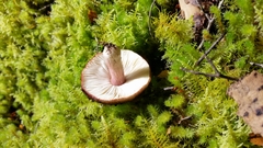 Russula pilocystidiata