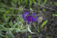 Centaurea triumfettii