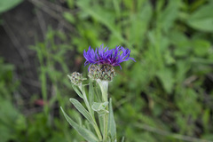 Centaurea triumfettii