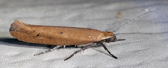 Ypsolopha ochrella