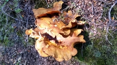 Austropaxillus squarrosus