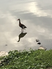Dendrocygna autumnalis