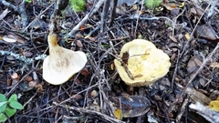 Austropaxillus mcnabbii