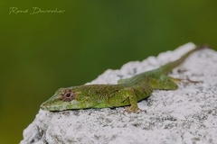 Anolis singularis