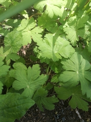 Geranium macrorrhizum