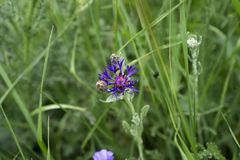 Centaurea triumfettii