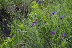 Centaurea triumfettii