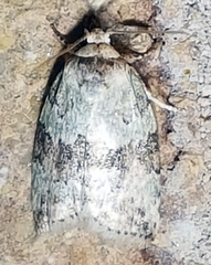 Afrida ydatodes