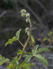 Abelmoschus esculentus