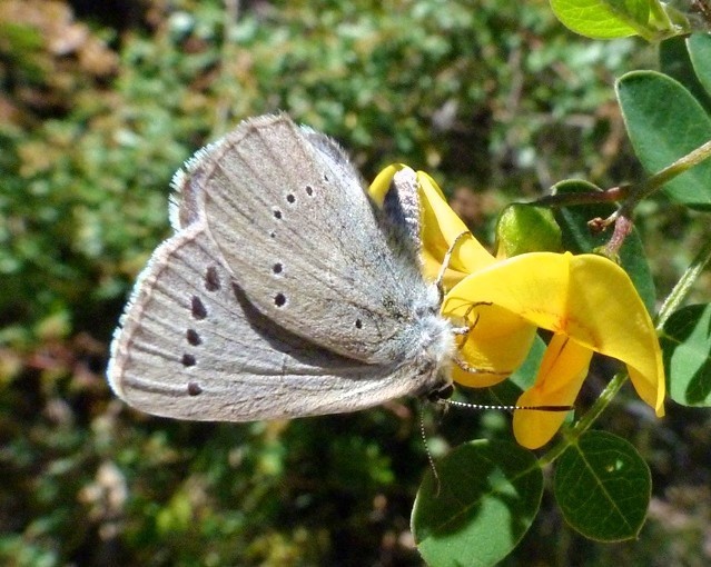Iolas Blue