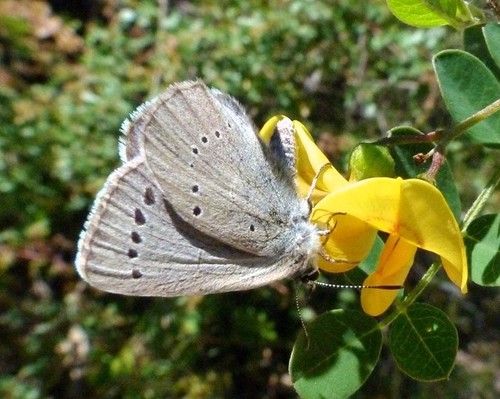 Iolas Blue