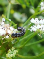 Depressaria daucella