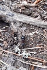 Camponotus herculeanus