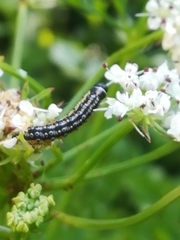 Depressaria daucella