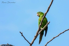 Psittacara chloropterus