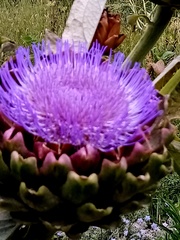 Cynara