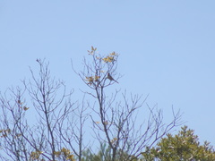 Curruca iberiae