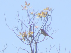 Curruca iberiae