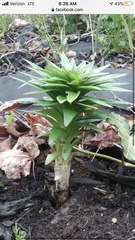 Lilieae