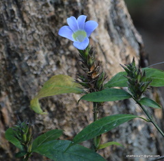 Barleria courtallica
