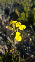 Goodenia stelligera