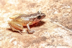 Eleutherodactylus armstrongi