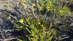 Goodenia stelligera
